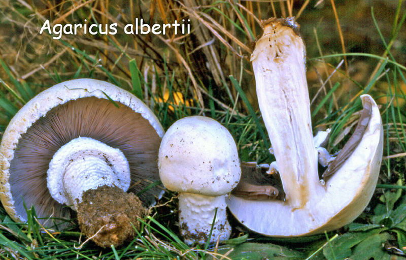 Agaricus urinascens-amf156.jpg - Agaricus urinascens ; Syn1: Agaricus macrosporus ; Syn2: Agaricus albertii ; Nom français: Agaric géant des près